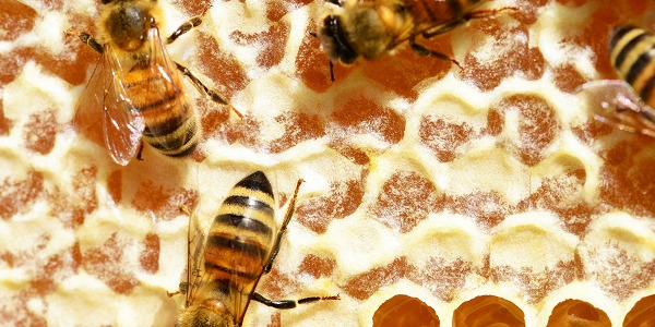 Miks on kärjepõhjade vaha puhtus oluline mesilaste tervisele ja mee kvaliteedile?