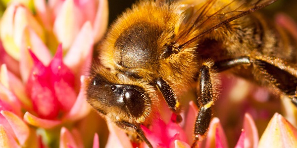 Aidates mesilast, aitad ennast ja tulevasi sugupõlvi
