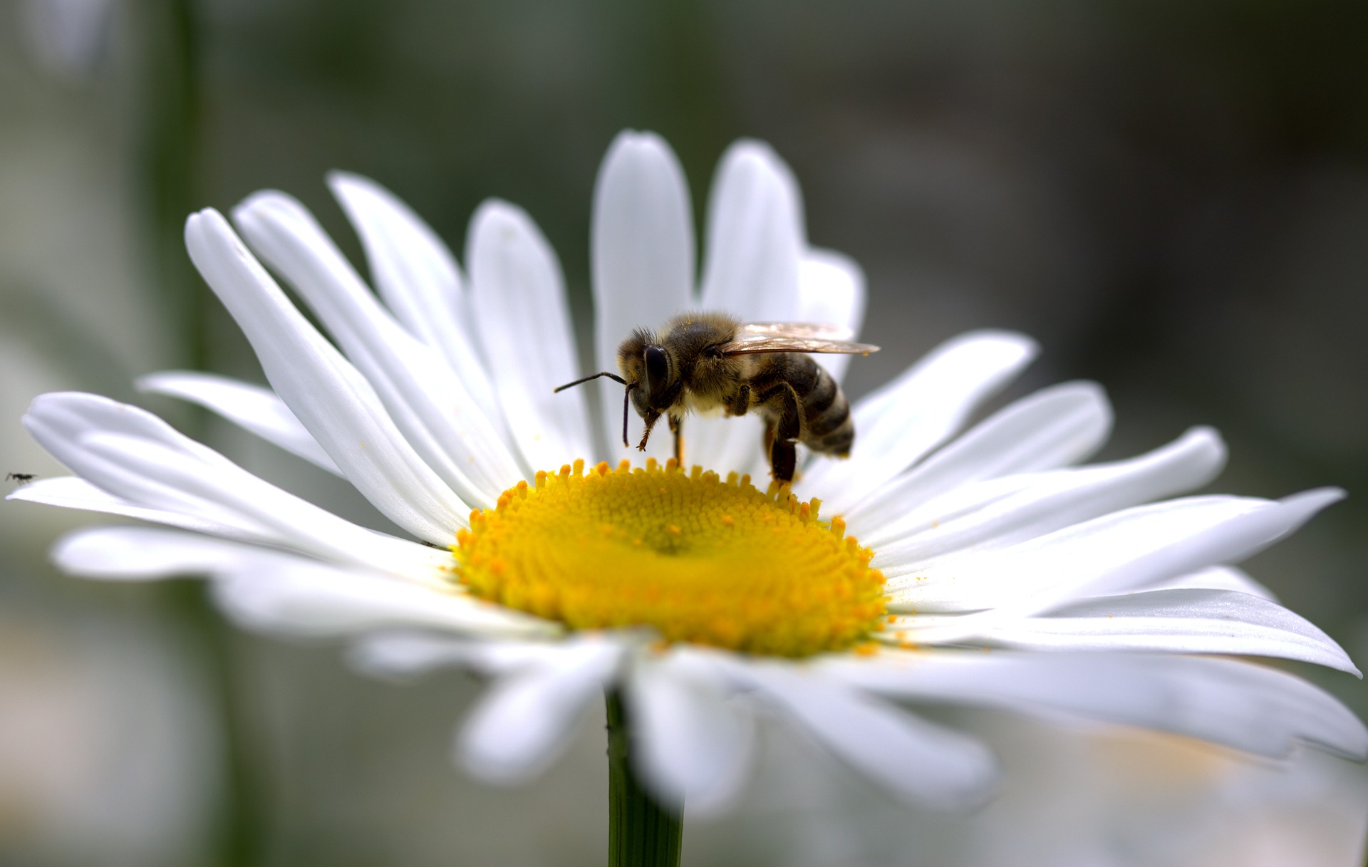 Pestitsiidid kahjustavad nii mesilasi kui inimesi