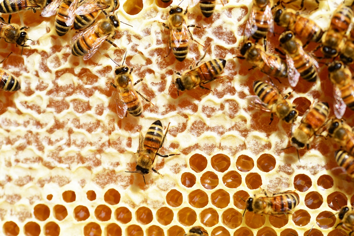 Miks on kärjepõhjade vaha puhtus oluline mesilaste tervisele ja mee kvaliteedile?