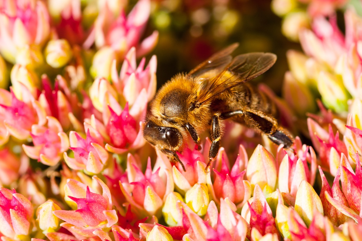 Aidates mesilast, aitad ennast ja tulevasi sugupõlvi